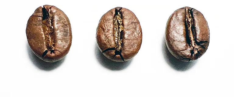Robusta3
