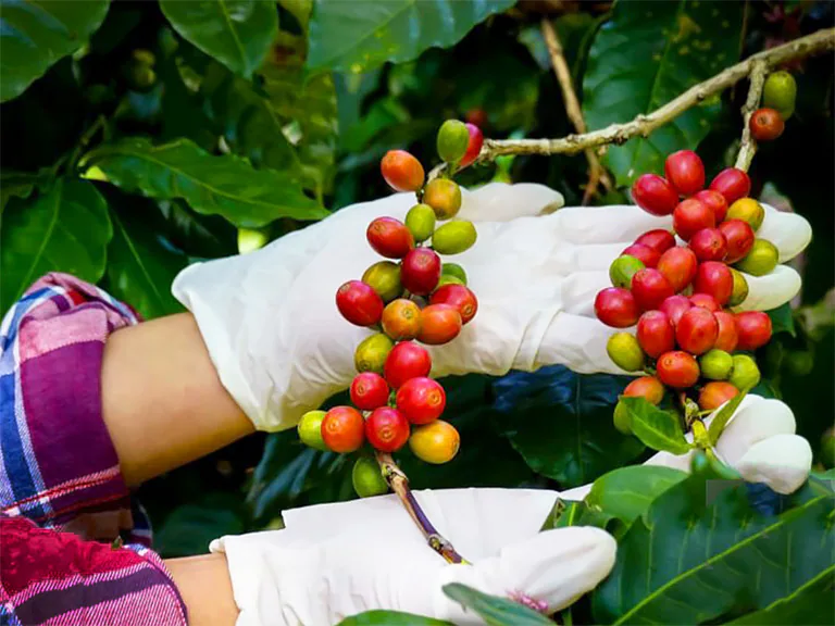 Arabica coffee berries with agriculturist keep Harvest ripe coffee beans