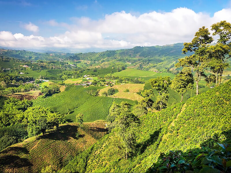Colombia-Excelso-interest