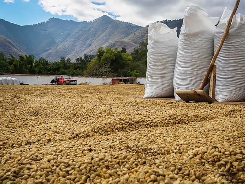 drying-coffee