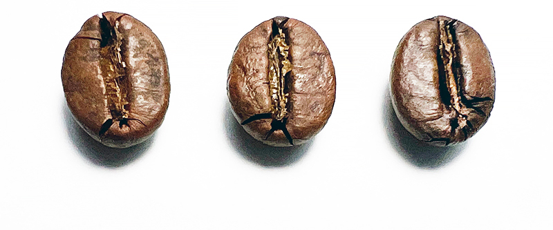 Robusta3
